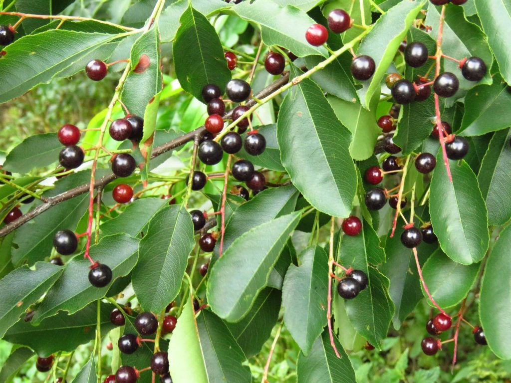 Wild Black Cherry Leaves And Berries.