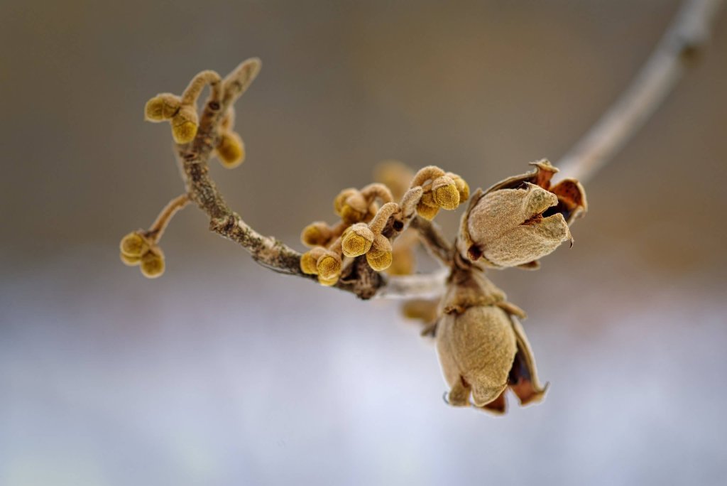 Witch Hazel Pods On Branch