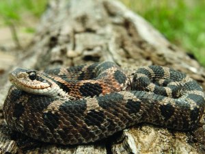 Eastern Hog-nosed Snake