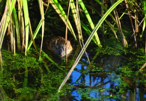 Muskrat looks at the photographer hiding in the dry grass on the Bank of a small river.