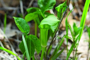 Jack in the Pulpit Spathe in Springtime