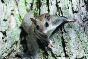 A flying squirrel clings to the side of a tree near a corn feeder on a summer night in eastern Illinois