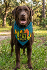 larger dog in a park setting of grass and trees wearing the Trail Challenge bandana